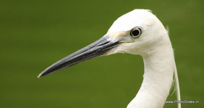 little egret. bird photography tips photoslides.in