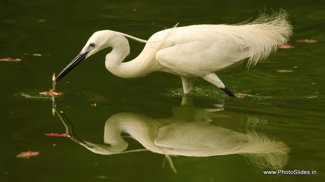 little Egret catching fish. bird photography tips photoslides.in
