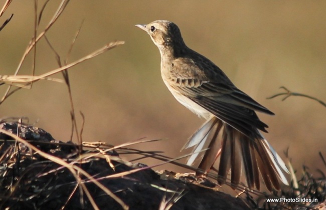 paddy field pipit. bird photography tips photoslides.in