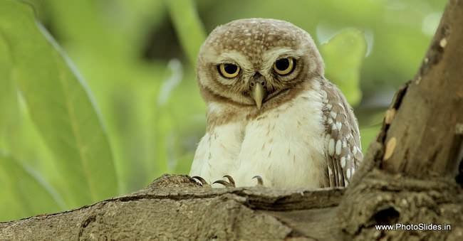 Spotted Owlet - how to get better bird photographs
