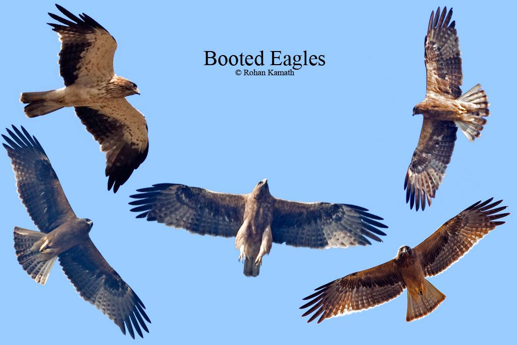 identifying Booted Eagle