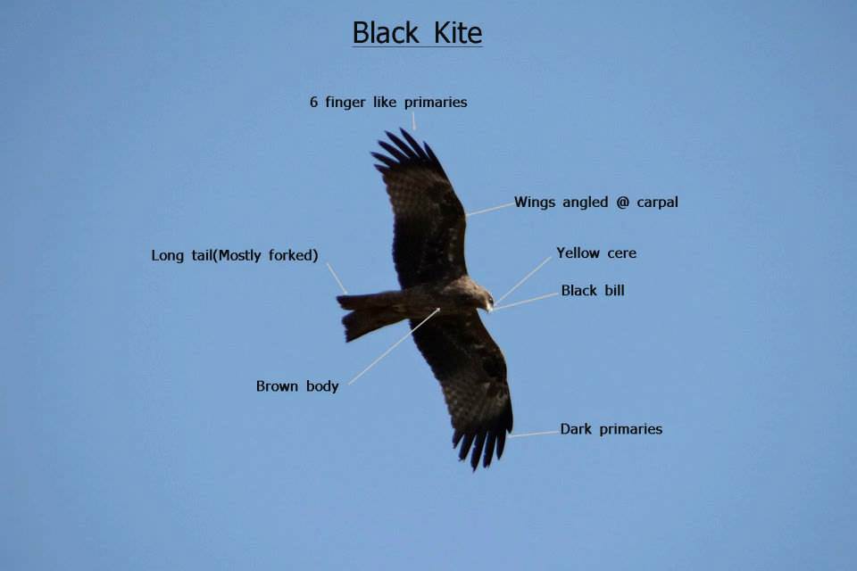 Identifying  black kite